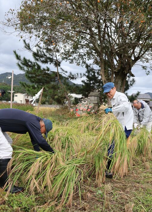 「月の輪田」で丁寧に稲刈りを進める住民ら（京丹後市峰山町二箇）