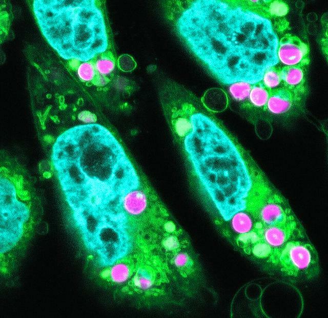 ハムスター由来の動物細胞の蛍光画像。赤紫色が葉緑体で、縦に細長い細胞内に、2～6個ずつ取り込まれている様子=松永幸大・東京大教授提供