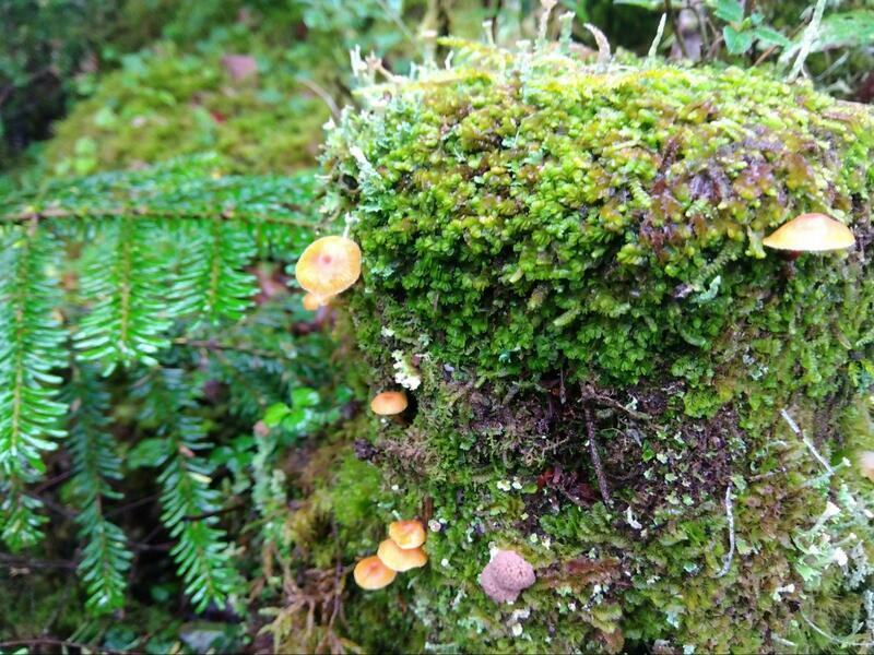 苔むした切り株からは、かわいいキノコが生えていた（撮影：河野美花）