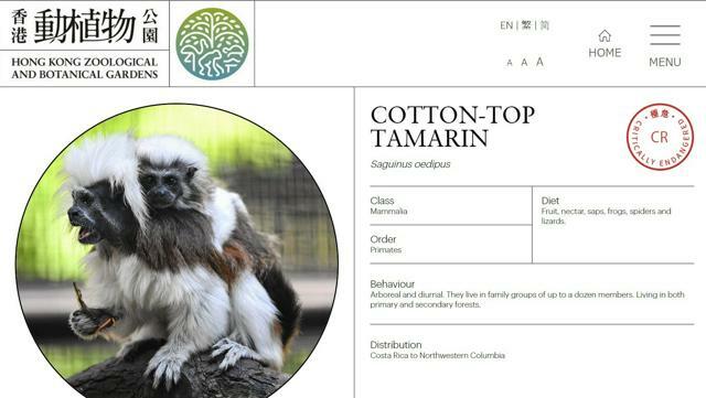 ワタボウシタマリン（英名コットントップタマリン）を紹介する香港動植物公園の公式サイト