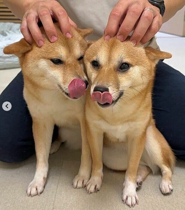 （写真左から）姉犬・はなちゃん、妹犬・まるちゃん