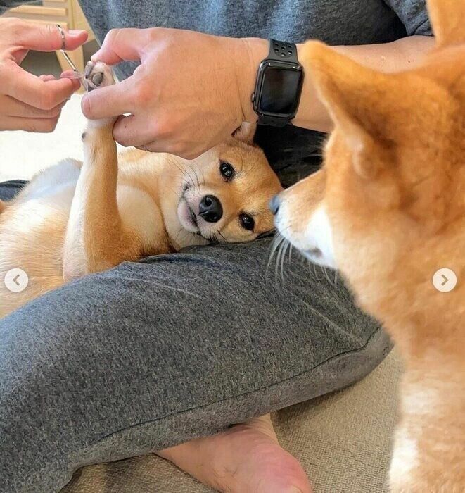 （写真左から）妹犬・まるちゃん、姉犬・はなちゃん。お互いのことをじーっ。