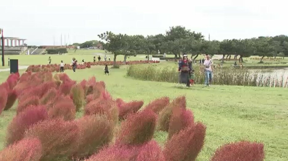 約2000株が鮮やかに紅葉