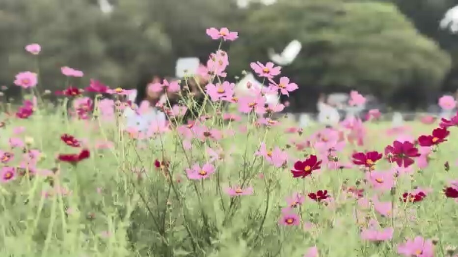 コスモスは10月下旬～11月上旬に見頃か