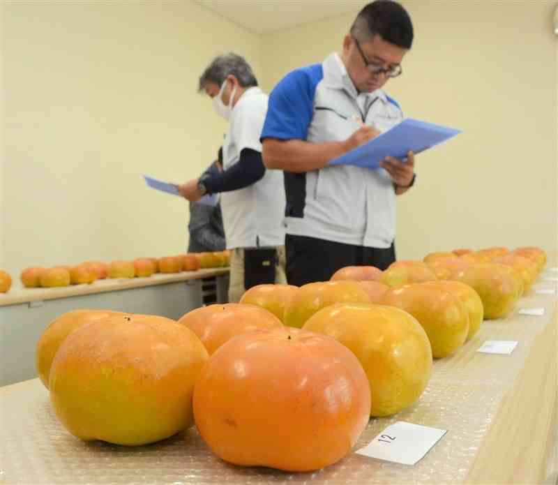 太秋柿の品質を見極める審査員ら＝23日、山鹿市