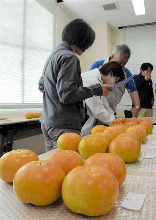 太秋柿の品質を見極める審査員ら＝23日、山鹿市