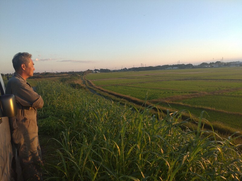 遊水地として使われる計画がある原農場の田畑を見つめる原伸一さん＝埼玉県坂戸市で、2024年10月13日午後4時49分、鷲頭彰子撮影