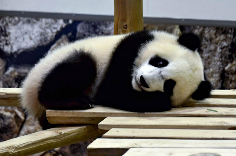 顔面にあるつむじには個性が（写真：村越洋平・撮影）