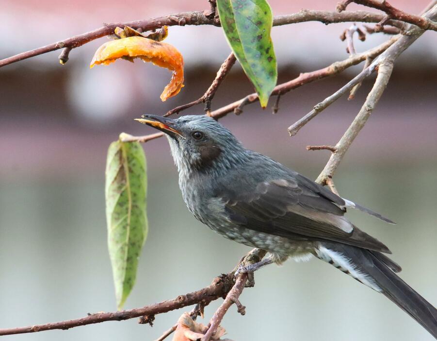 早朝から柿の実を食べにやってきたヒヨドリ。鳥たちも「秋の味覚」を堪能中＝2024年10月17日午前7時40分、兵庫県丹波篠山市内で