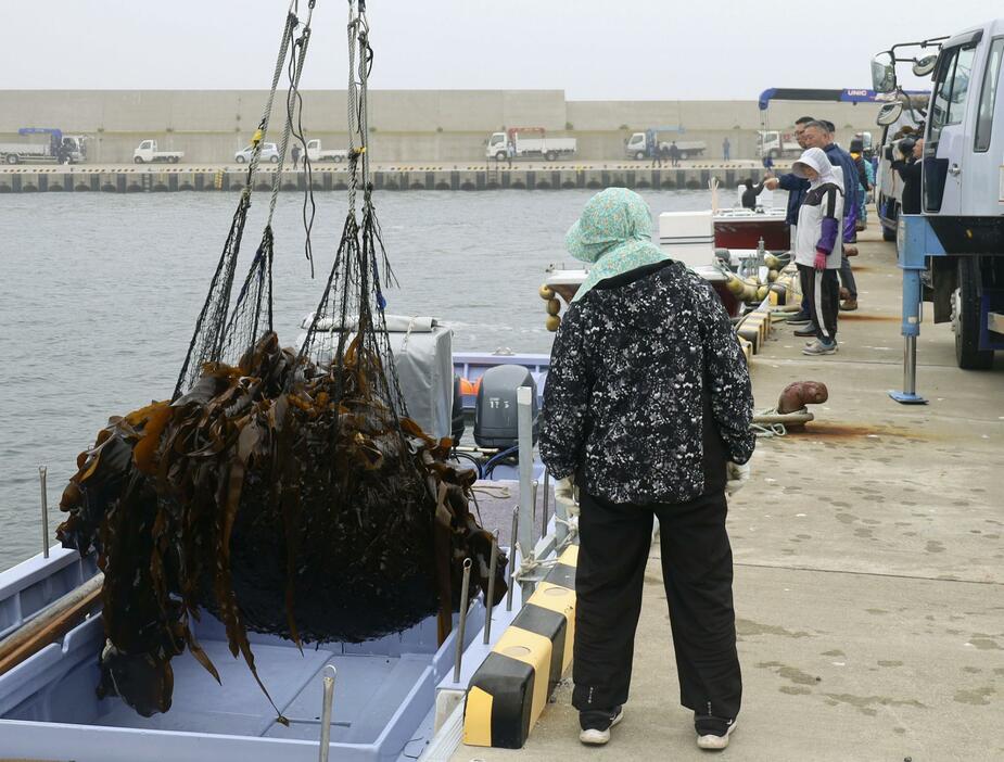 北海道根室市の港で水揚げされるナガコンブ＝6月