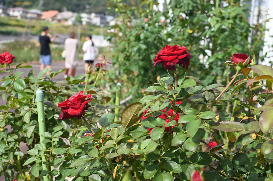 園内で開花したバラ＝島田市ばらの丘公園