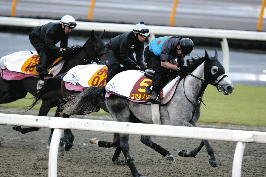 ポリトラックで３頭併せで調整したコガネノソラ