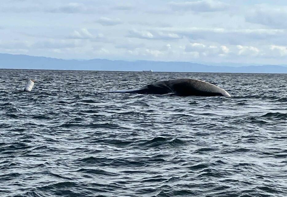 神戸市垂水区周辺の沖合で見つかったクジラの死骸（読者提供）