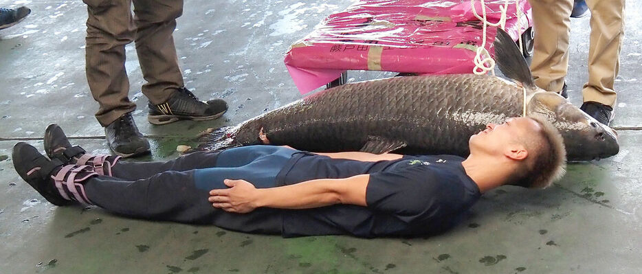 捕獲された巨大魚。西山貴浩とほぼ同じ大きさだ