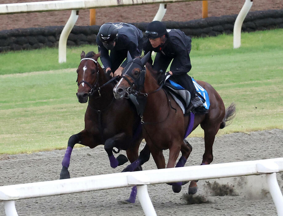 ポリトラックをシヴァース（右）と併せ馬で追い切るドウデュース（撮影・白石智彦）