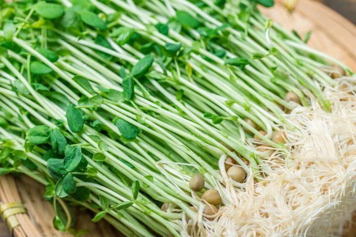 栄養価が高く、家計にもうれしい豆苗（写真／photoAC）