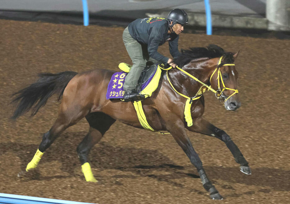 ウシュバテソーロは夜明け前の美浦ウッドで追い切られた（撮影・丹羽敏通）