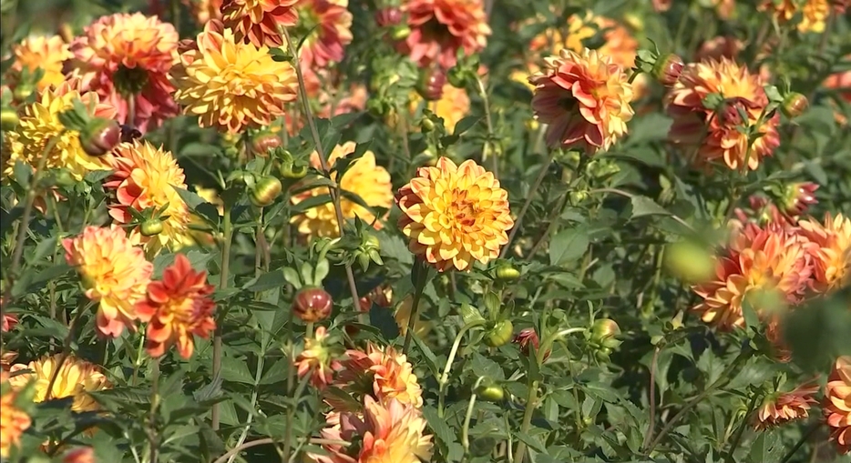 兵庫県宝塚市のダリア園