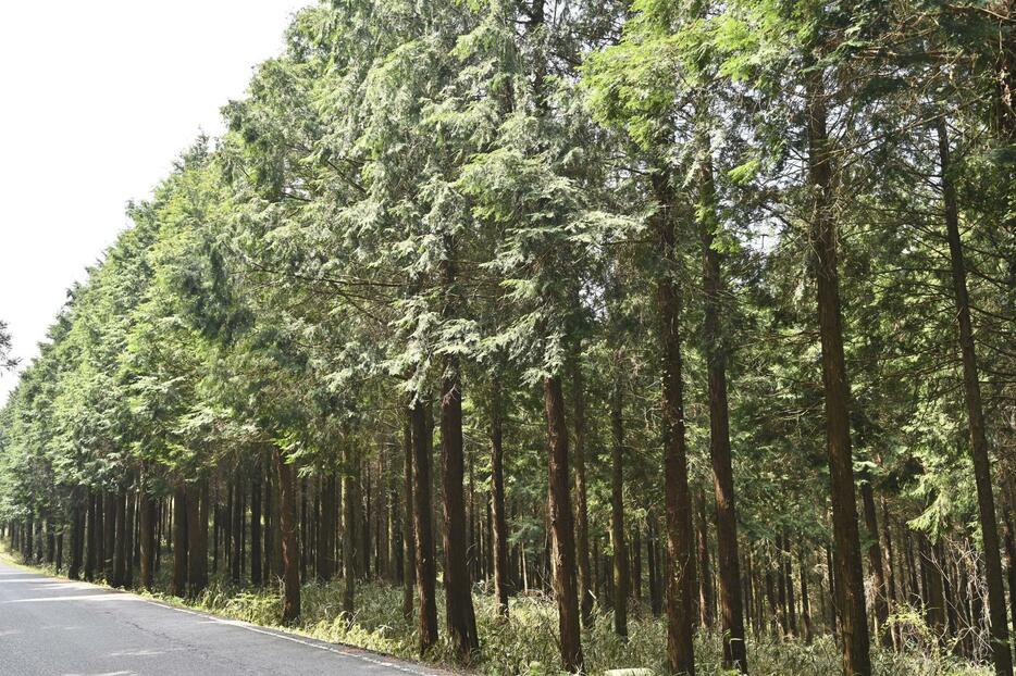 伐採期を迎えた香川県産のヒノキ＝提供写真