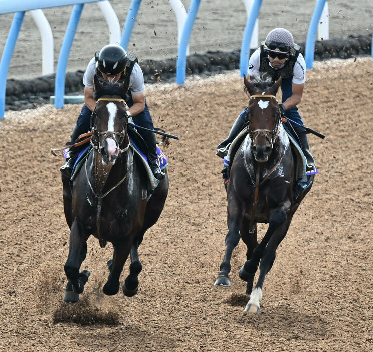 美浦ウッドで併せて追い切るダノンベルーガ（左）とタスティエーラ（撮影・千葉一成）