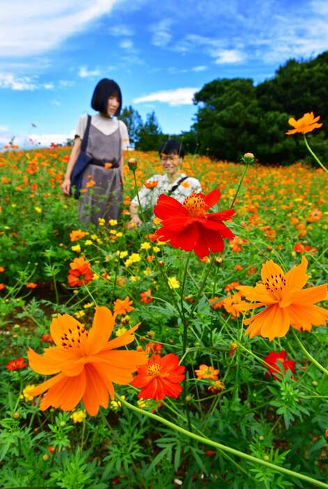 青空に映える赤やオレンジ色のキバナコスモス＝６日、鹿児島市の錦江湾公園