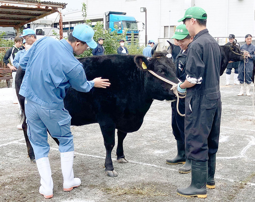 予選会で審査を受ける相可高生が育てた松阪牛＝大津町の松阪家畜市場で