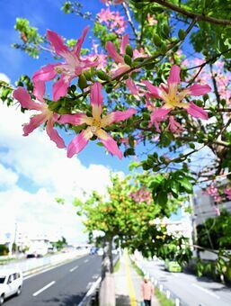 青空の下で鮮やかなピンクの花を咲かせるトックリキワタ＝２２日、浦添市大平（金城拓撮影）