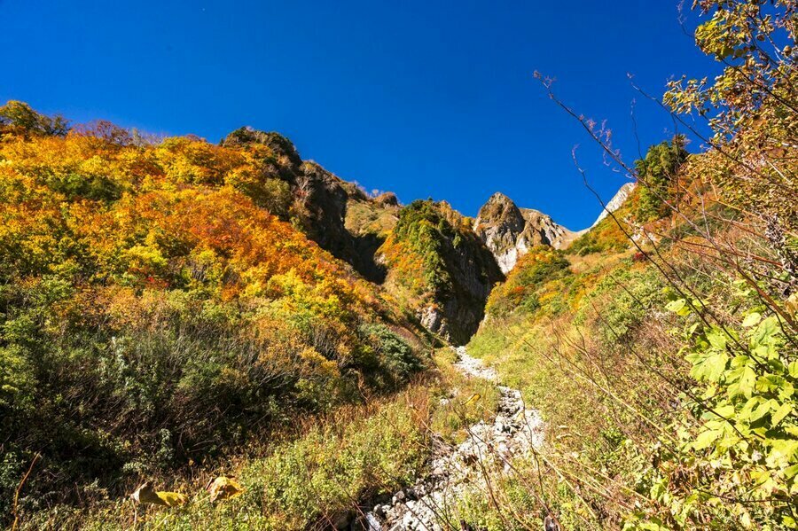 荒菅沢から山頂方面を見上げる。そそり立つ岸壁と紅葉のコントラストが見事