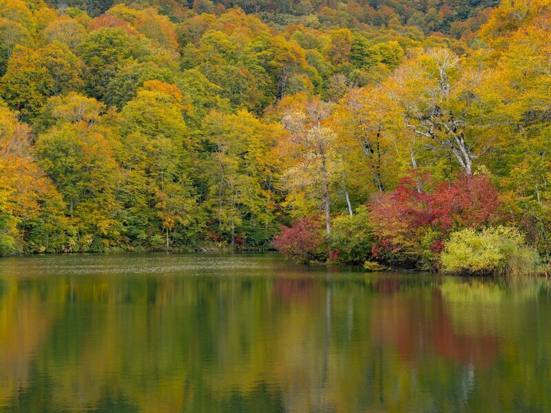 2018年10月中旬に撮影した紅葉に彩られた鎌池。風がないタイミングなら水面が鏡のようになり、一層“映え”ますね