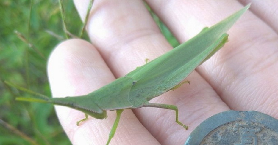 草むらで昆虫採集していたら……（画像提供：生物ハンター中学生☆クルムさん）