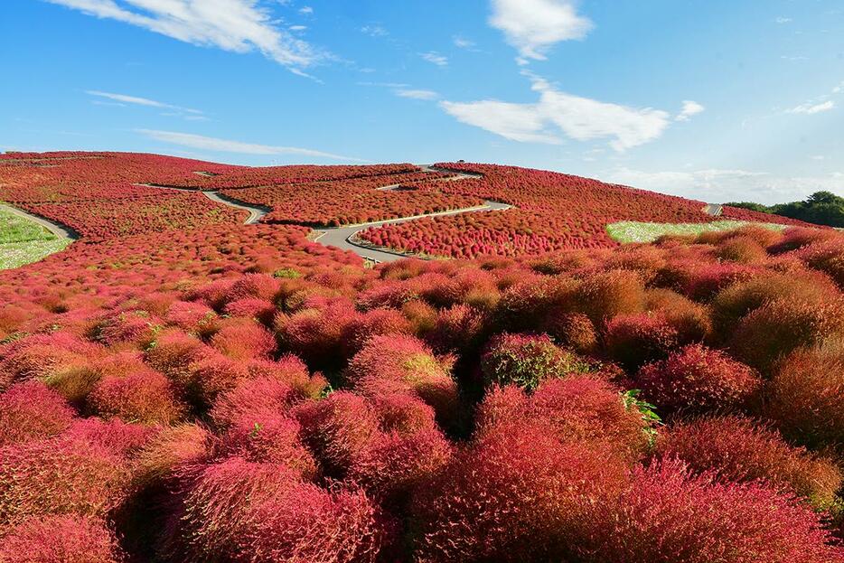 紅葉の見頃を迎えたコキア（写真提供＝国営ひたち海浜公園）