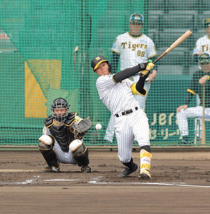 シート打撃で阪神・石井大智から安打を放つ阪神・森下翔太　＝甲子園球場（撮影・根本成）