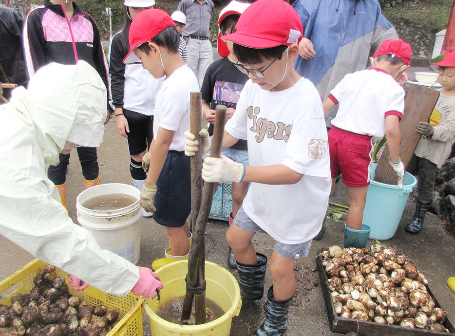 掘った芋の泥を「芋こぜ」で落とす児童たち＝飯高町富永の畑で