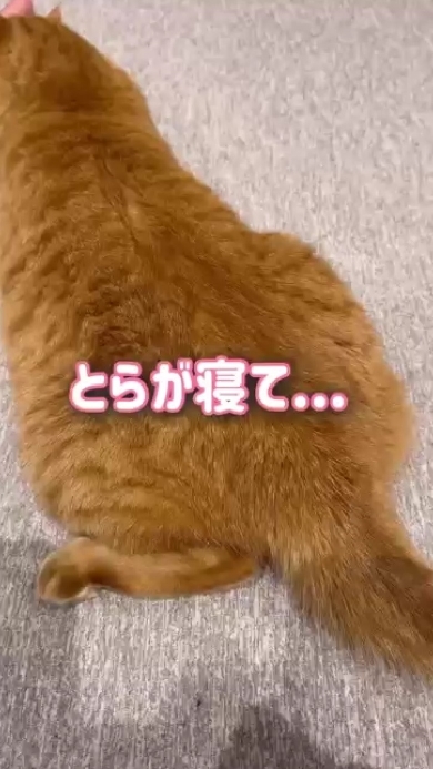 眠ってしまったとらまるくん