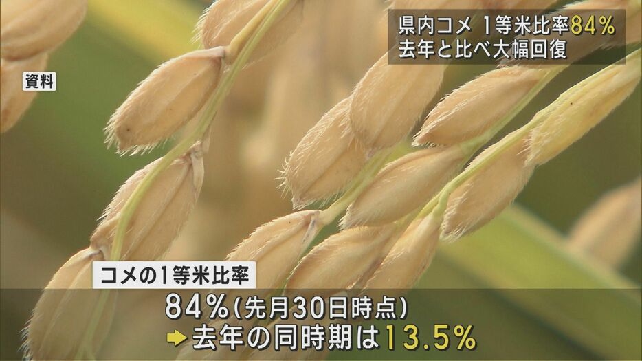 県内コメの1等米比率84% 去年の同時期と比べ大幅に回復