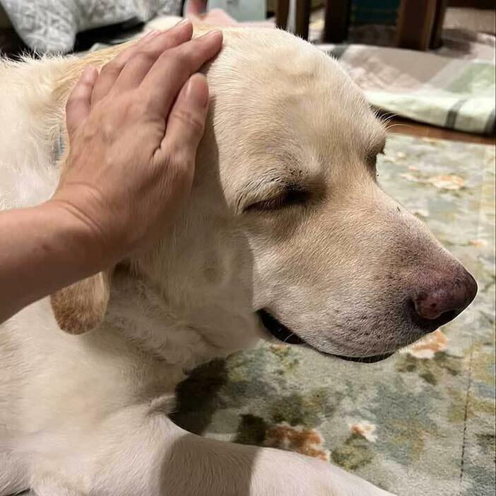 話題になった一枚。飼い主さんに撫でてもらって満足げなバディくん【写真提供：そら&バディ（@yukalien_）さん】