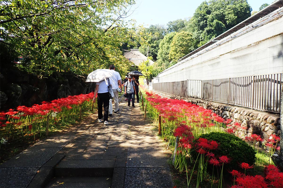 参道の両脇を埋め尽くす、赤白黄色の彼岸花