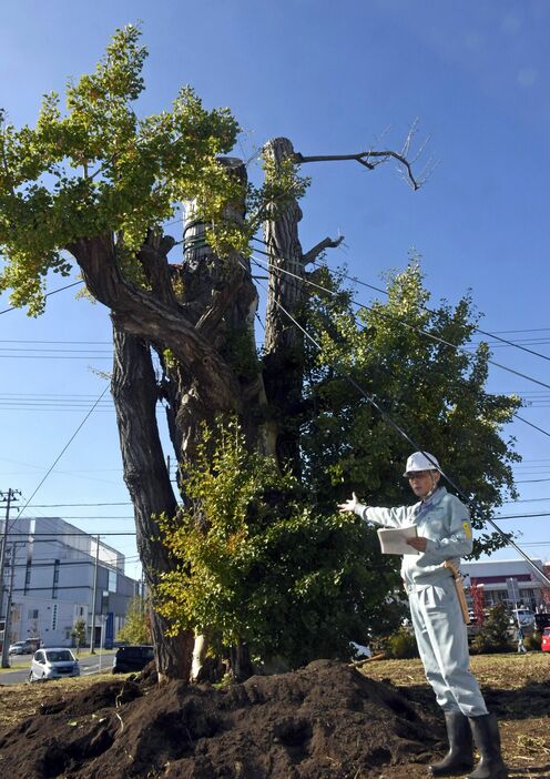 北東側がナラタケ菌を克服し順調に生育しているイチョウ。釜渕さん（右）が治療の成果を説明した