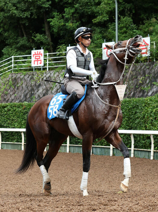 馬トク激走馬に算出されたアドマイヤハダル