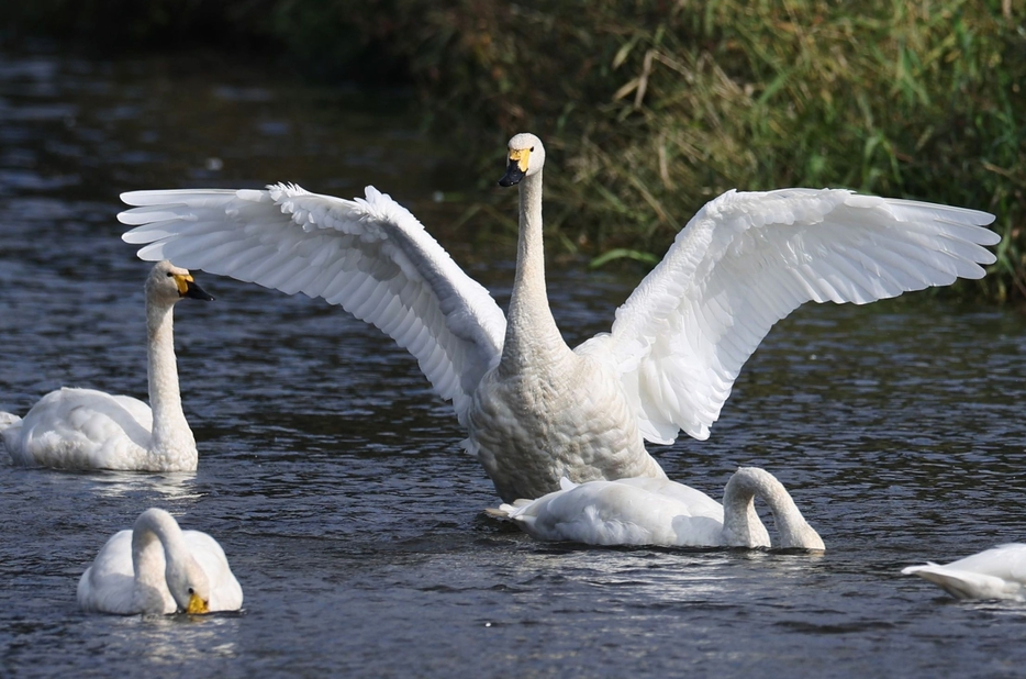 犀川白鳥湖に飛来したコハクチョウ