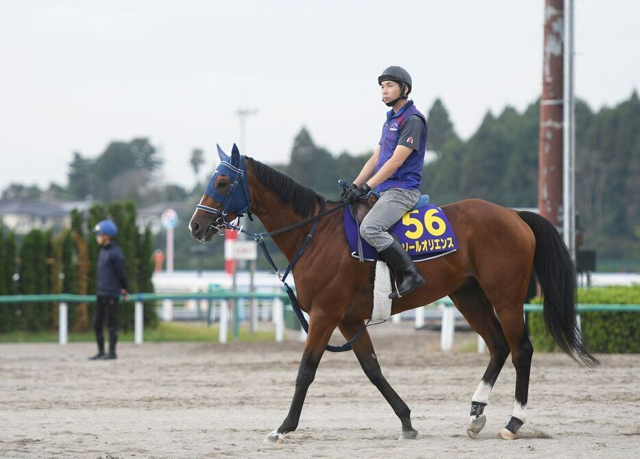 ソールオリエンス＝美浦トレセン（撮影・菅原和彦）