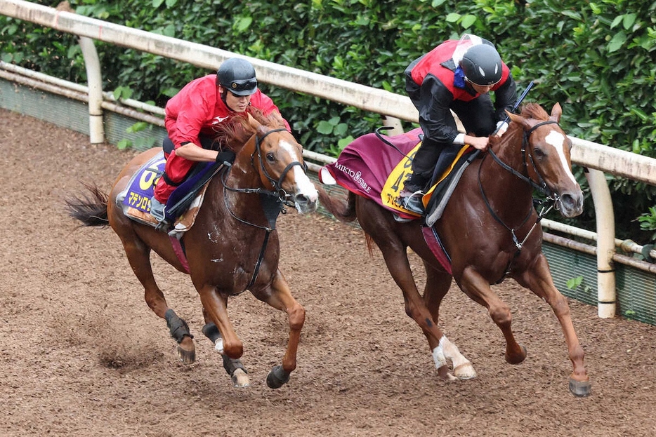 マテンロウスカイ（左）は坂路でアンモシエラと併せて追い切る