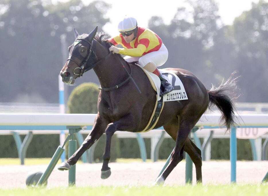 逃げて後続を完封したエリカエクスプレス＝京都競馬場（撮影・安部光翁）