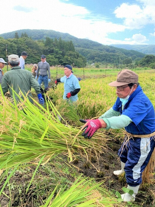 県内各地の避難先から集まり、１４年ぶりに実った稲を昔ながらの手刈り作業で収穫する津島地区の農家ら＝浪江町津島で２０２４年９月３０日午前１０時１０分、尾崎修二撮影