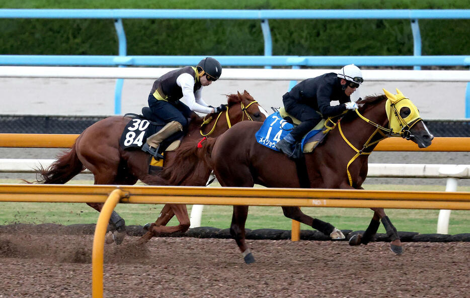 浜中騎手を背にCウッドをウォーターバラディ（左）と併せ馬で追い切るメイショウハリオ（撮影・白石智彦）