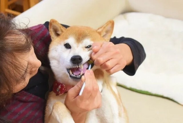 歯磨きされる生前のかぼすちゃん。追悼式で犬320匹以上の一斉歯磨きのギネスにチャンレジ！（佐藤さん提供）