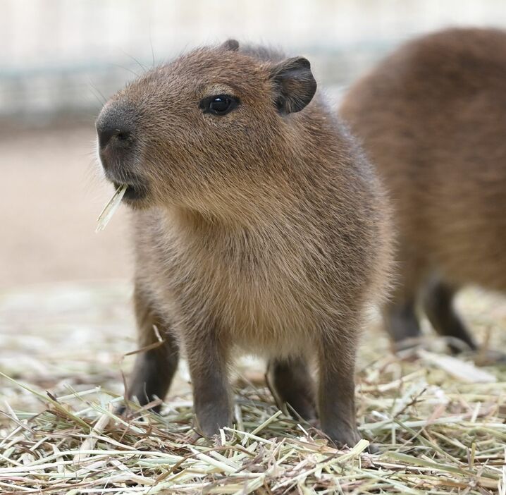 赤ちゃんカピバラ(2022年撮影・海の中道海浜公園)