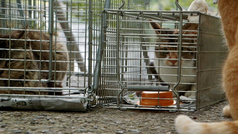 TNR活動で捕獲された猫たち　© 2024 Laboratory X, Inc