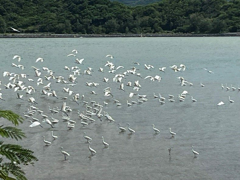 呉我区の海岸で羽を休める多くのサギ科の渡り鳥＝10日、名護市