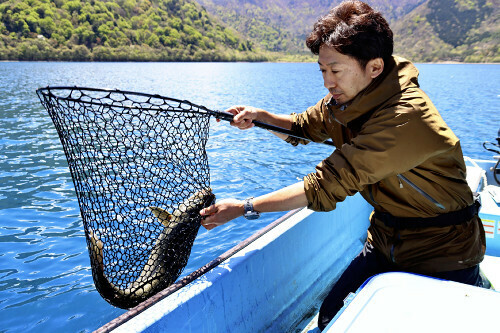 発信器を埋め込んだレイクトラウトを放流する山梨県の担当者（４月）